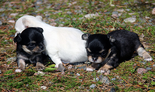 Pennut ensimmäistä kertaa ulkona 12.7.2015